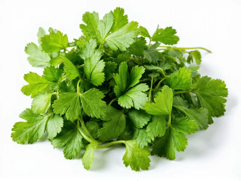 Fresh to Dried Cilantro: Perfect Substitution Ratio Guide