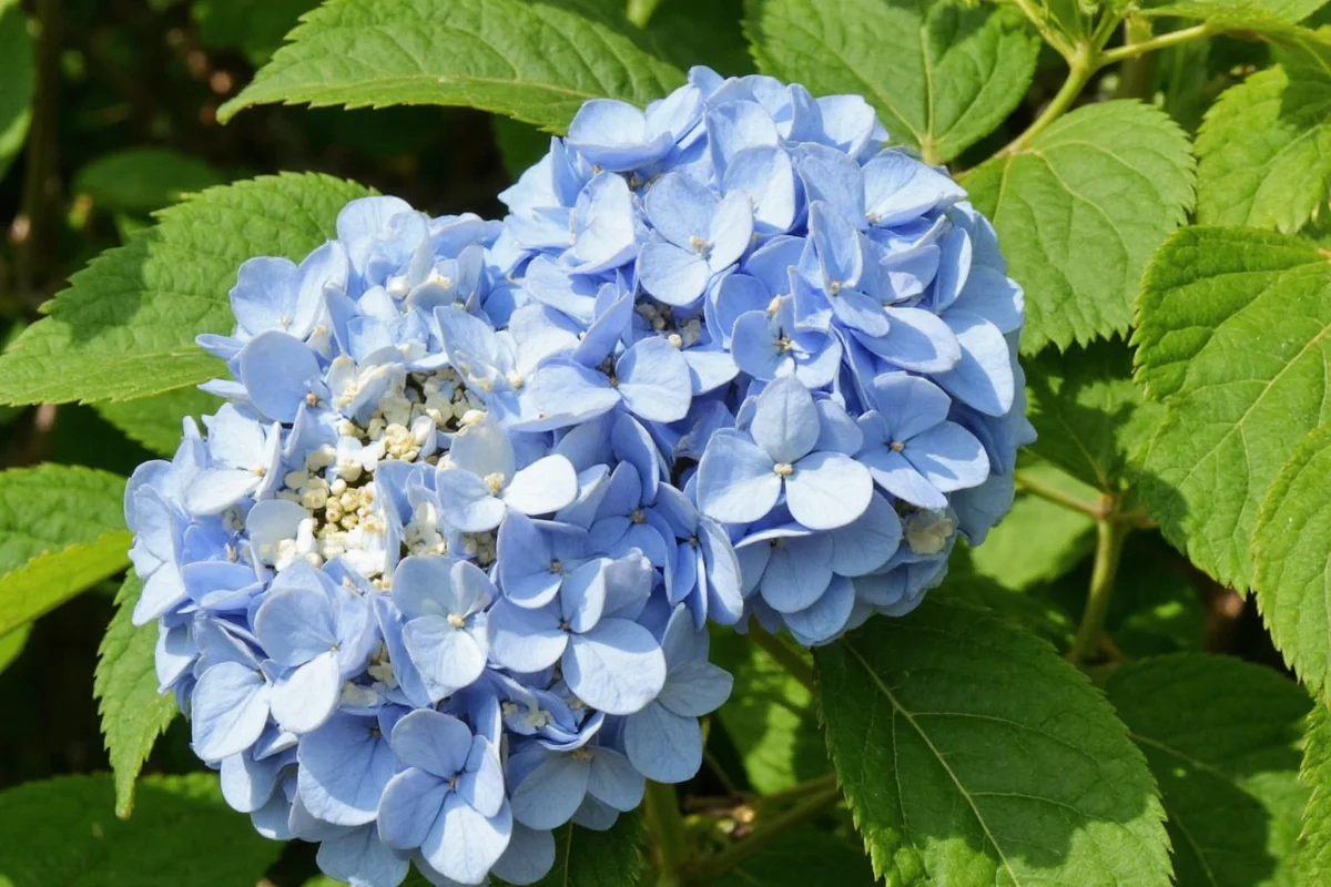 how to prune hydrangea plants