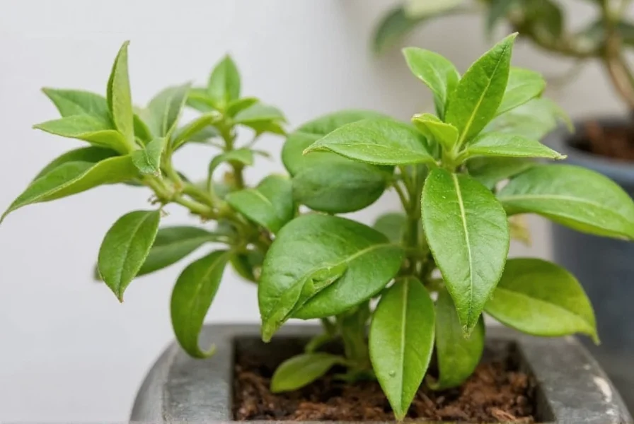 Close-up of clove flower buds showing characteristic shape and color