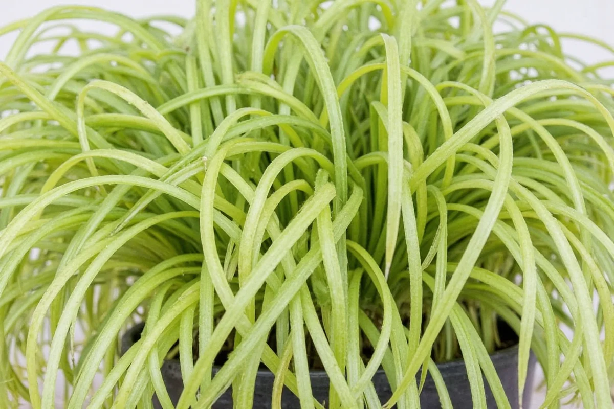 how to propagate spider plants