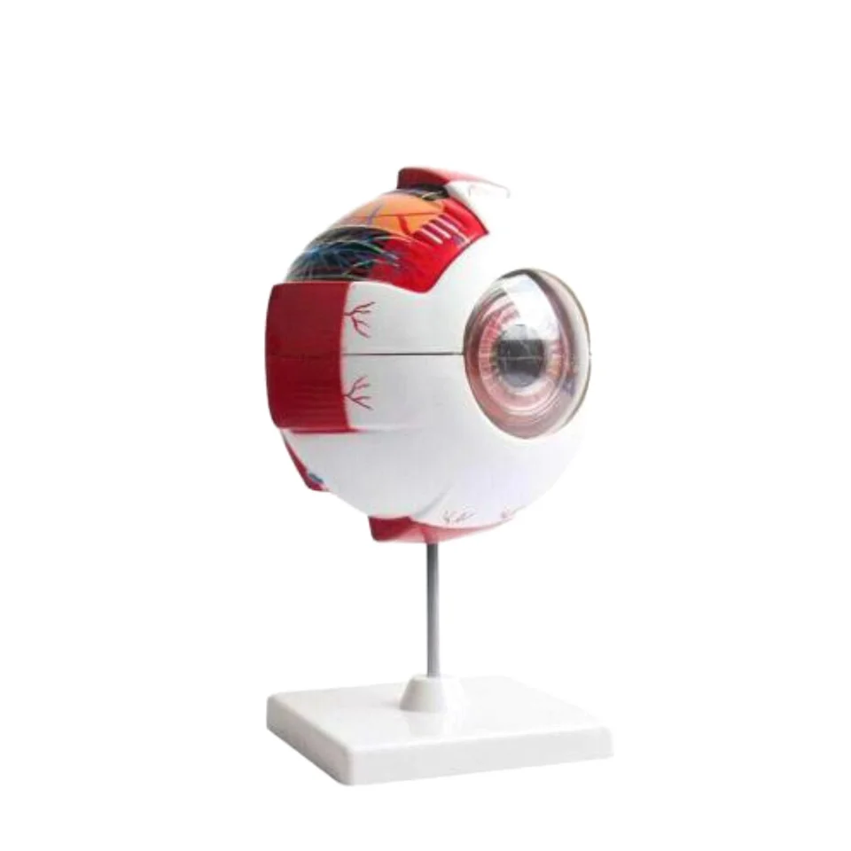 6 Times Full-Size Human Plastic Anatomical 6 Part Eye Model