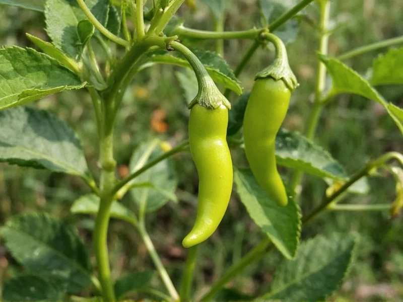 Growing Hatch Chili Seeds: Complete Planting Guide
