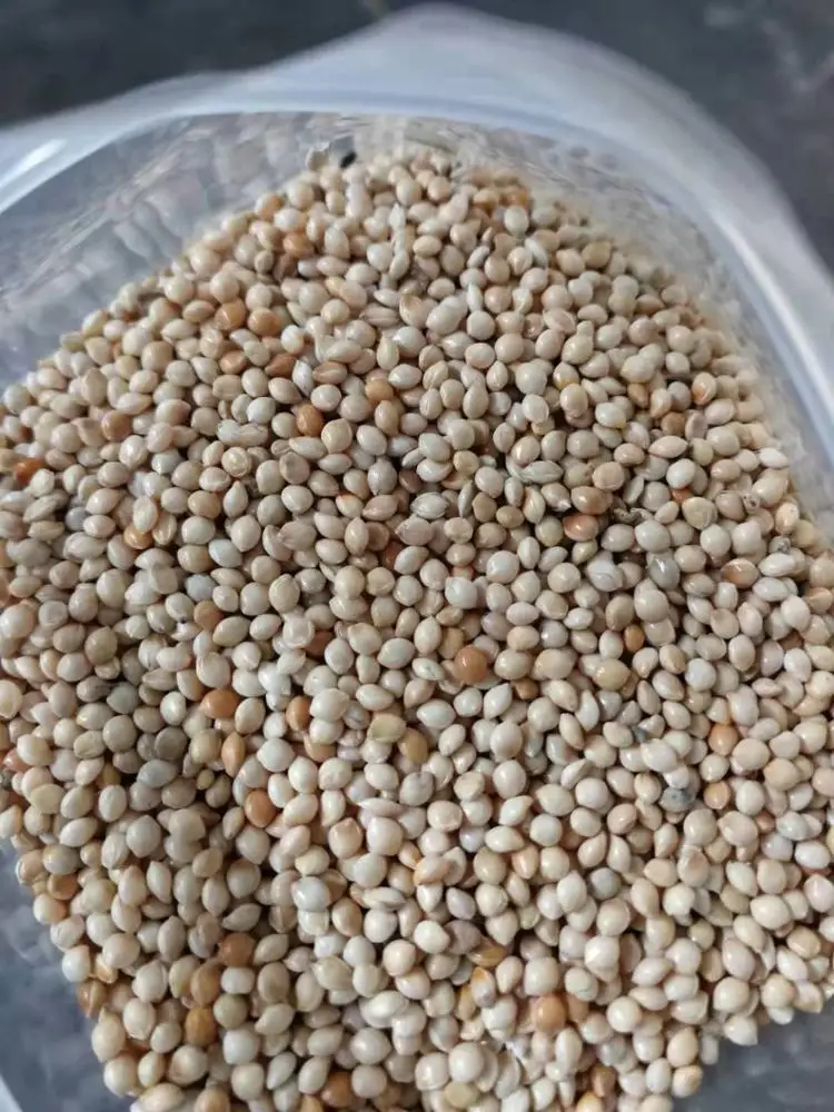 
White millet 
