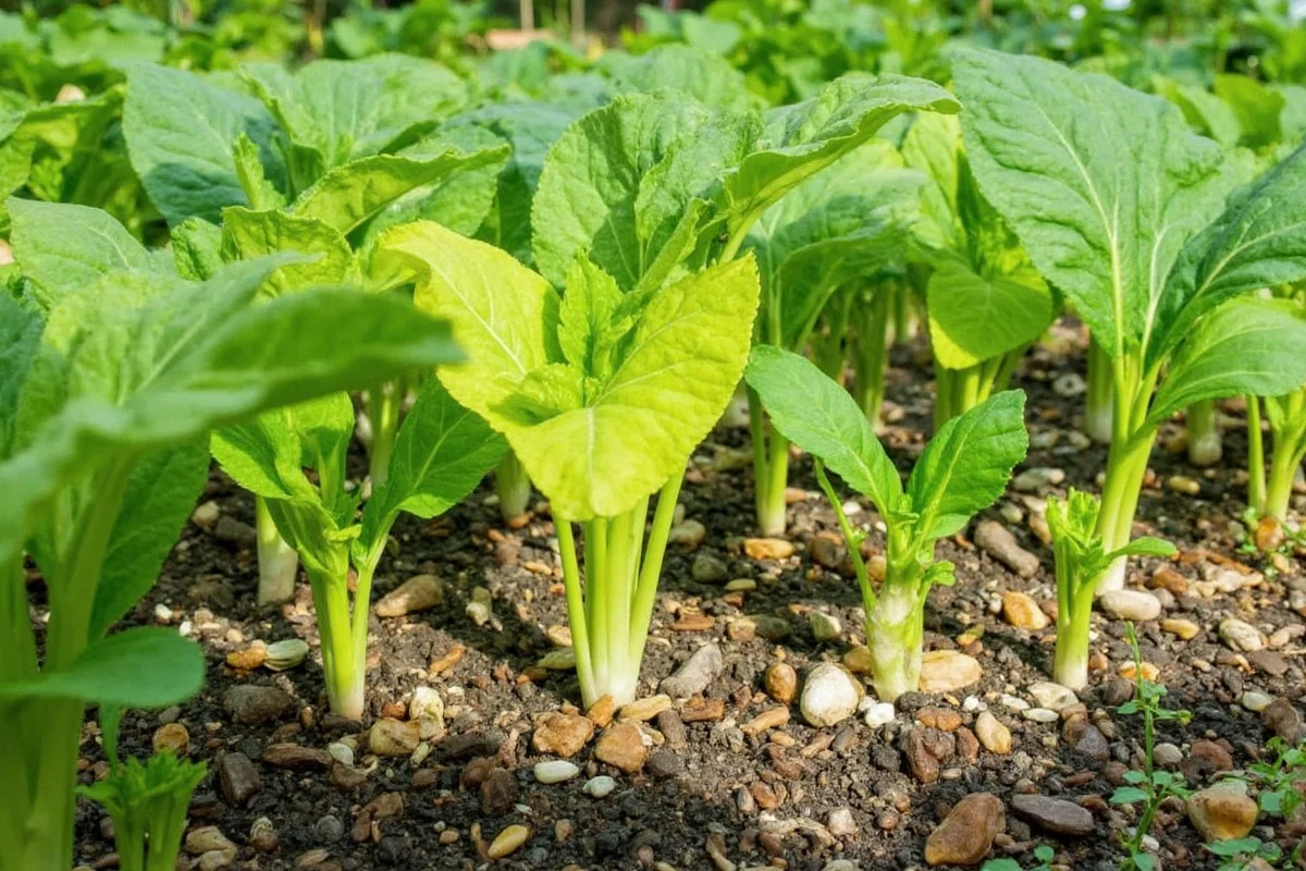 dandelion surprising facts you didnt know