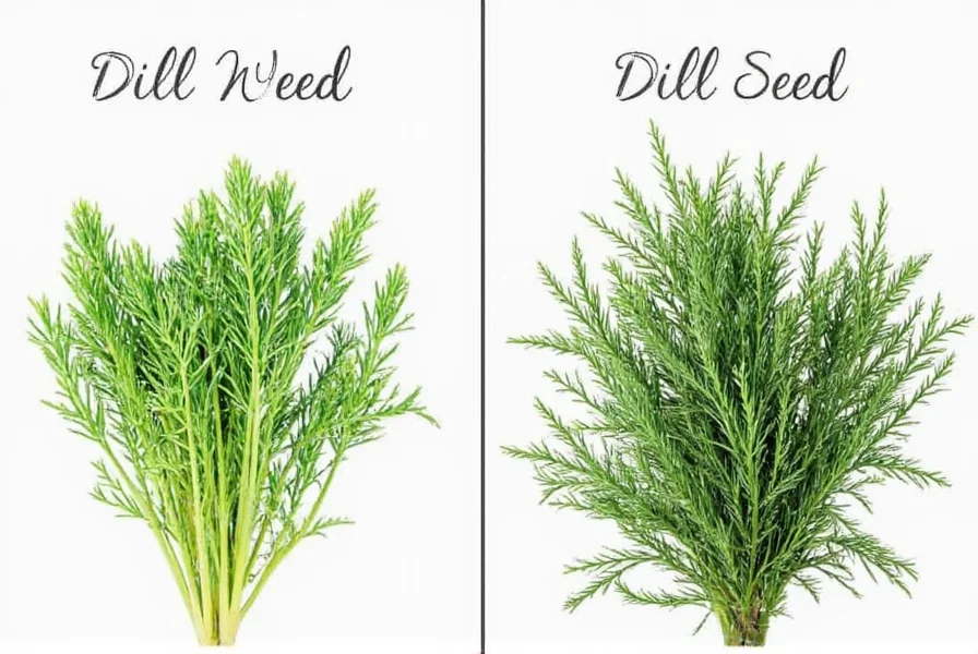 Close-up comparison of fresh dill weed leaves versus dill seeds
