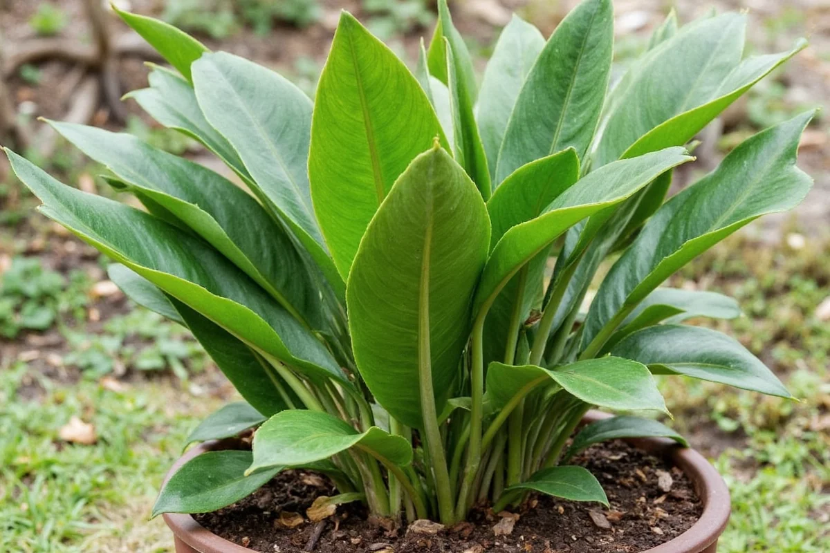 can rubber plants live outside