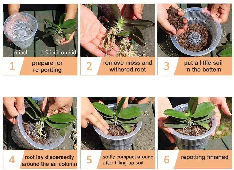 Orchid Pots With Holes Plastic Plastic Clear Slotted Orchid Pots Liners