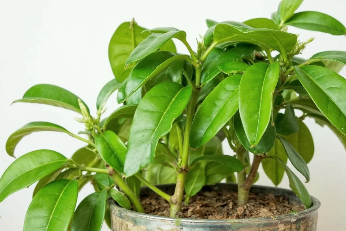 how to grow rubber plant