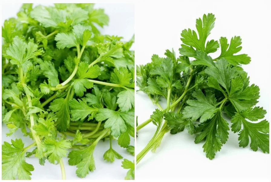 Comparison of fresh cilantro storage methods showing different preservation techniques