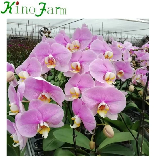 
Young Seedling Phalaenopsis 