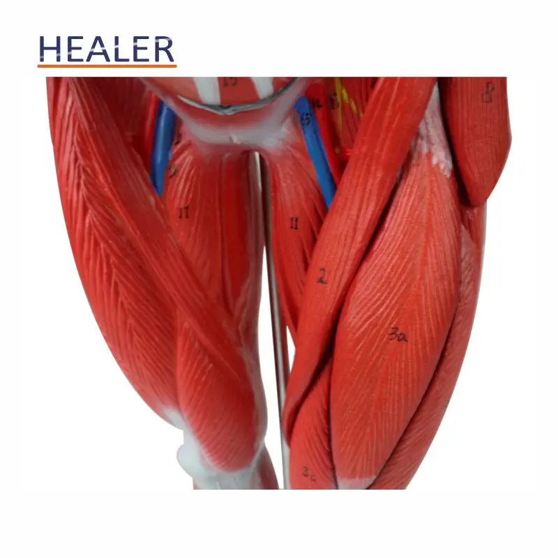 Anatomical Human Body Muscle Dissection Model - Healermed