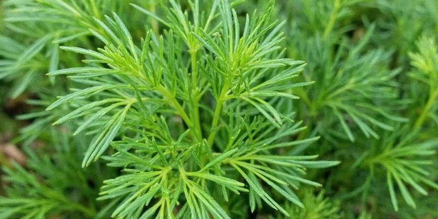 Dill used in potato salad and tzatziki sauce