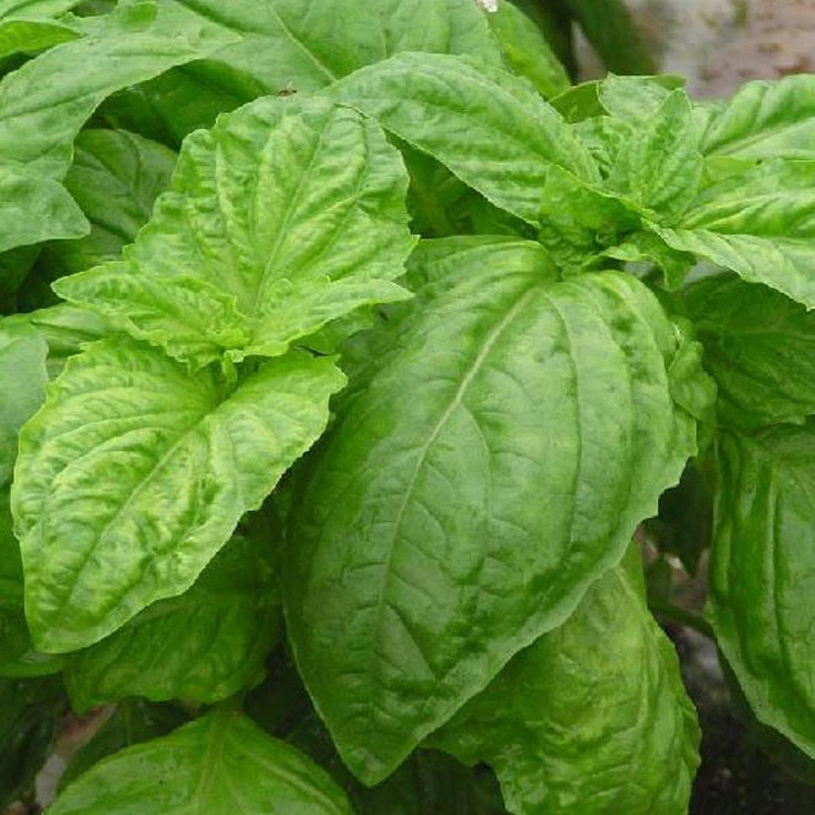 top quality ocimum basilicum/ sweet basil seed for sale