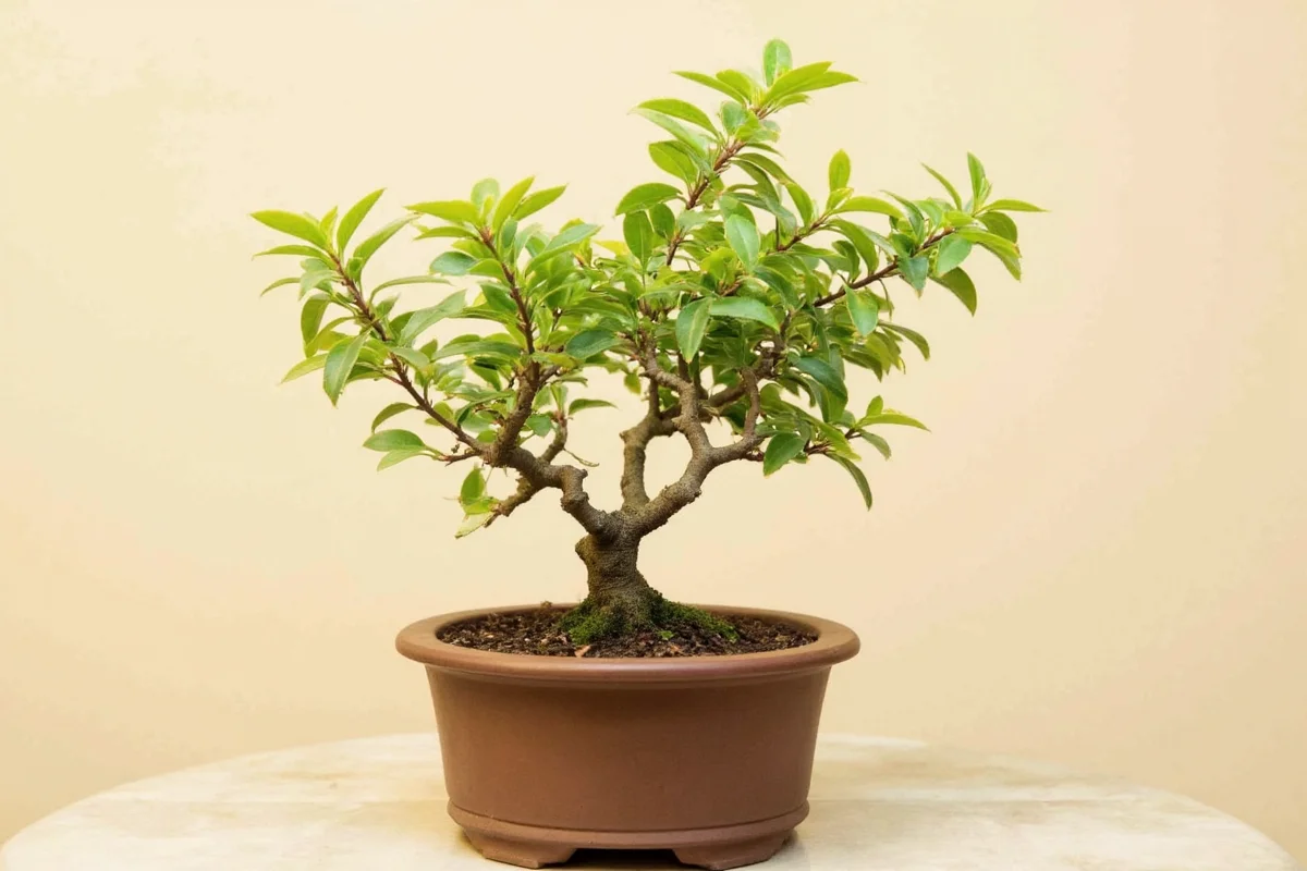 how to bonsai a jade plant