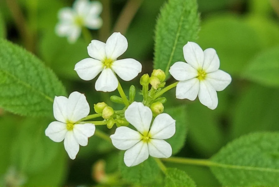 White Dutch Clover Seed: Complete Growing Guide