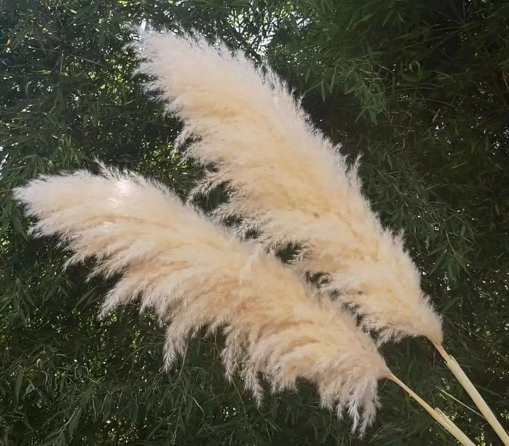 

D-PA001 wholesale natural preserved flower extra large white dried pampas grass reeds for decorative wedding