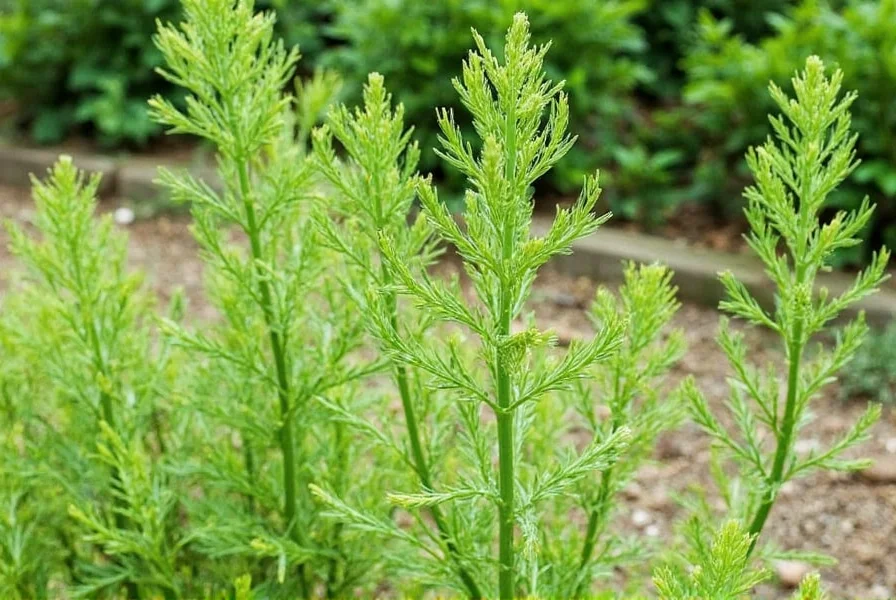 growing fennel from seed