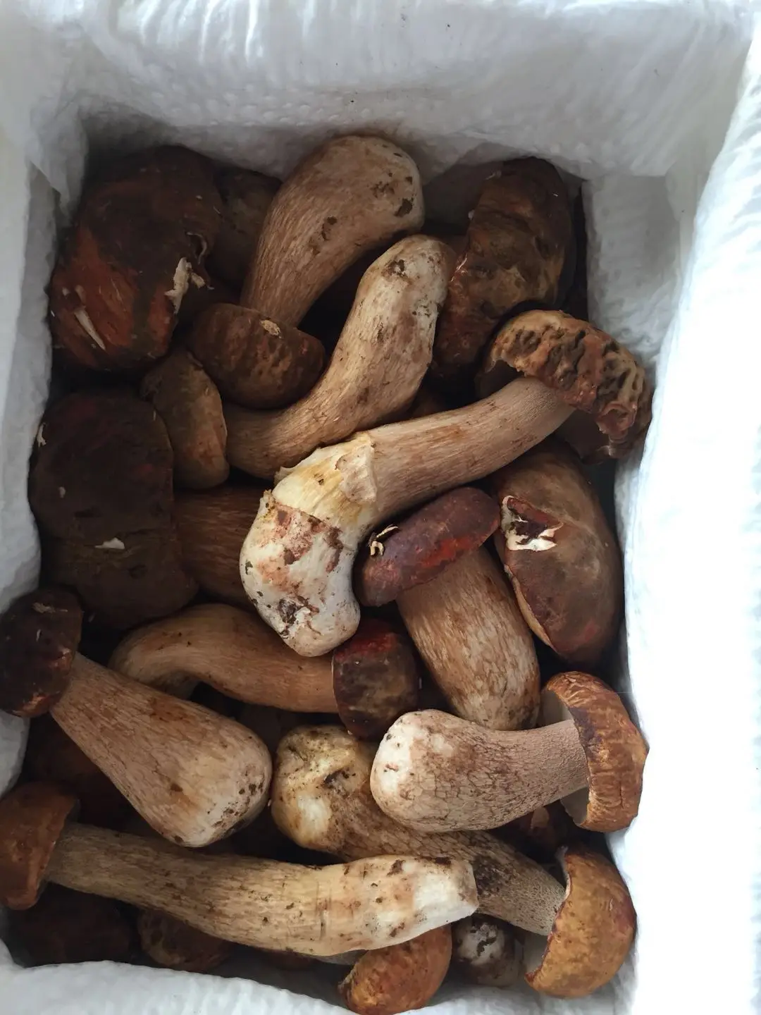Detan Wild/cultivated Funghi Porcini Frechi Prezzo Buy Wild