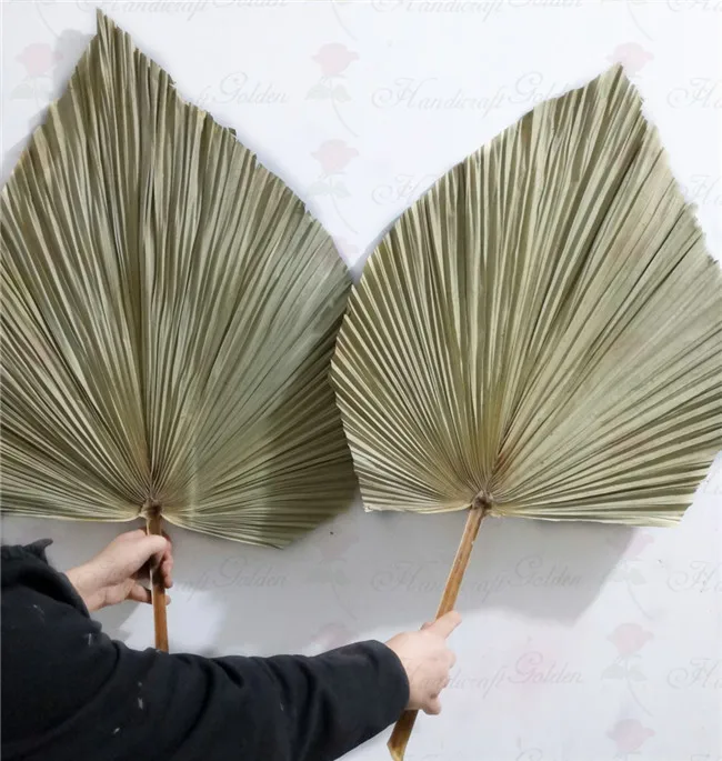 Wholesale Dried Fan Palm Leaves For Wedding Decoration