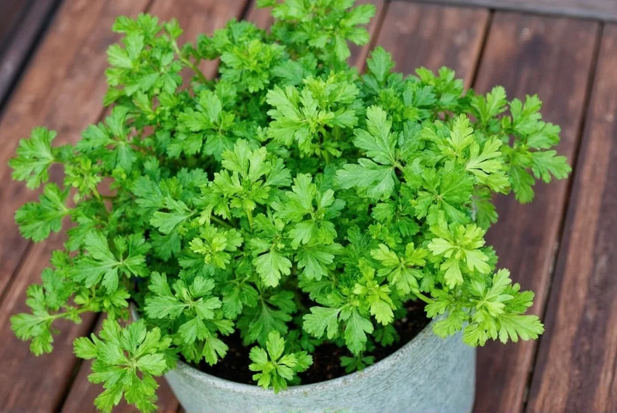 Measuring spoon with dried and fresh parsley