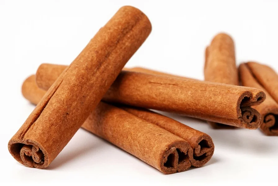 Close-up view of cinnamon bark being processed for essential oil extraction showing steam distillation apparatus
