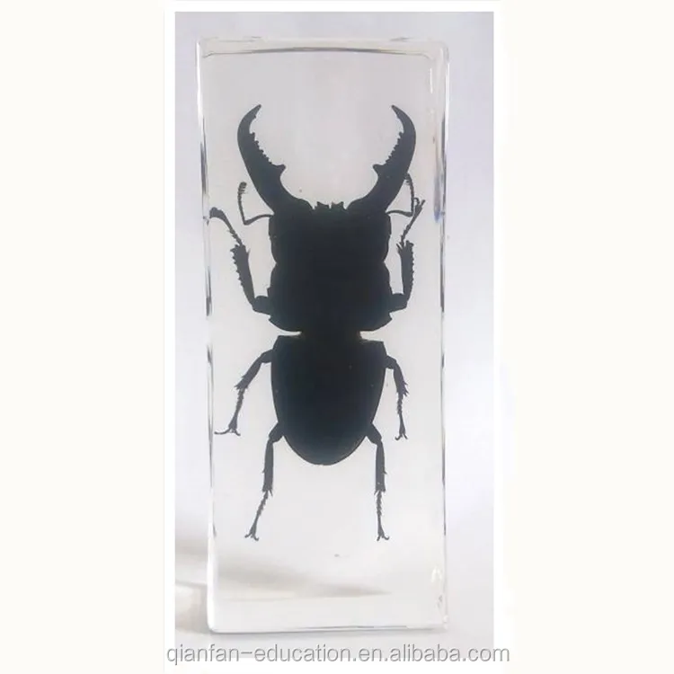 Stag Beetle Real Insect Specimen Resin Craft Buy Stag Beetle Resin Craftspecimen Resin Craft 2254