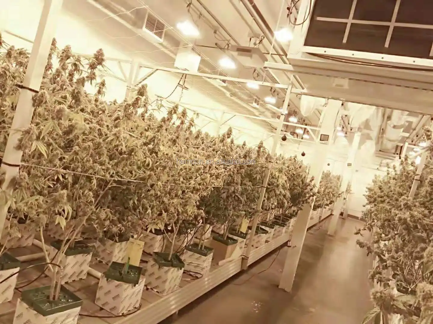 High Quality Mobile Cultivation Complete Commercial Grow Table Systems