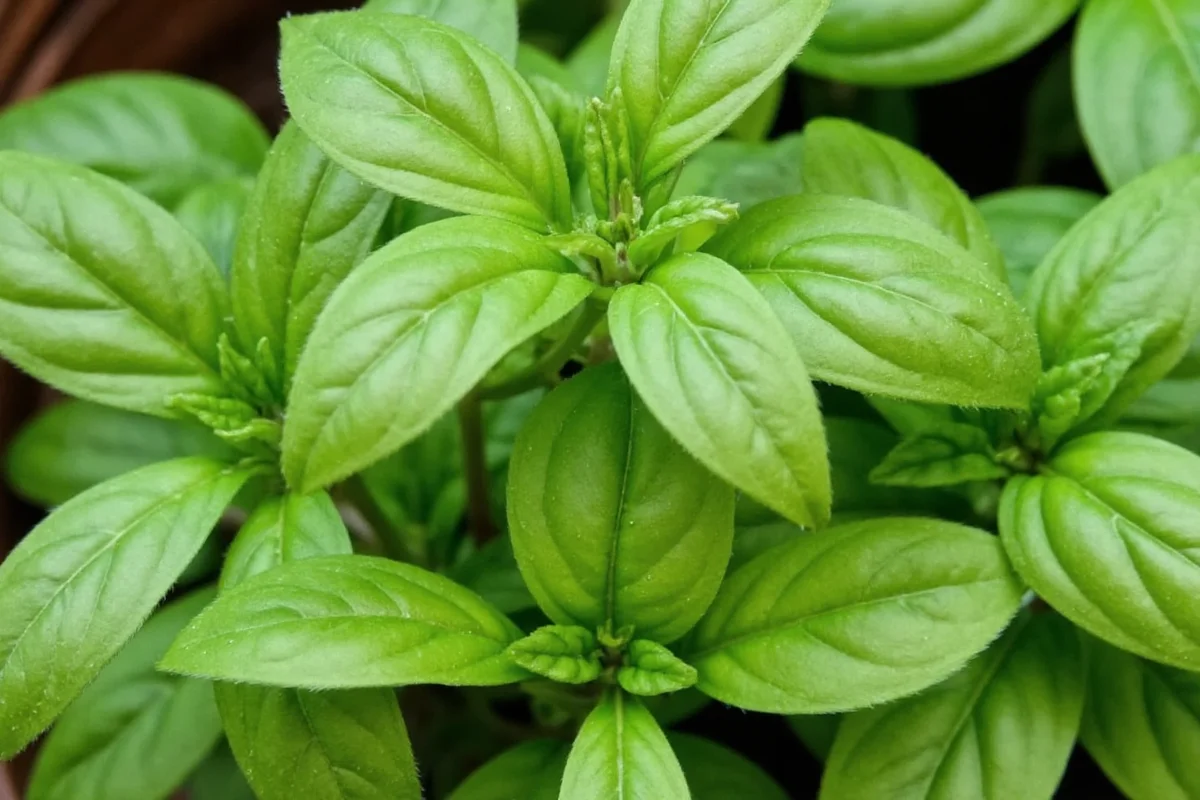 how big do basil plants get