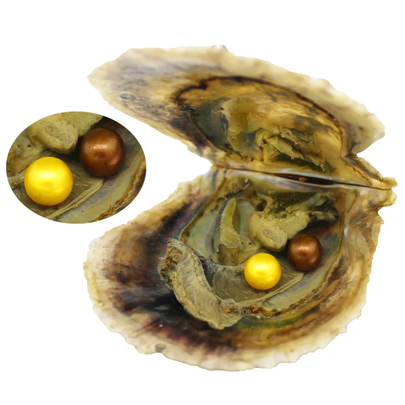 

Ladies Fashion Gifts 2 6-7mm akoya twins pearl oysters are randomly mixed with two different colors, separate vacuum pack