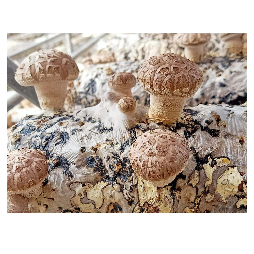 
Factory shiitake mushroom spawn sticks logs supplier for fresh shiitake mushroom  (62546652336)