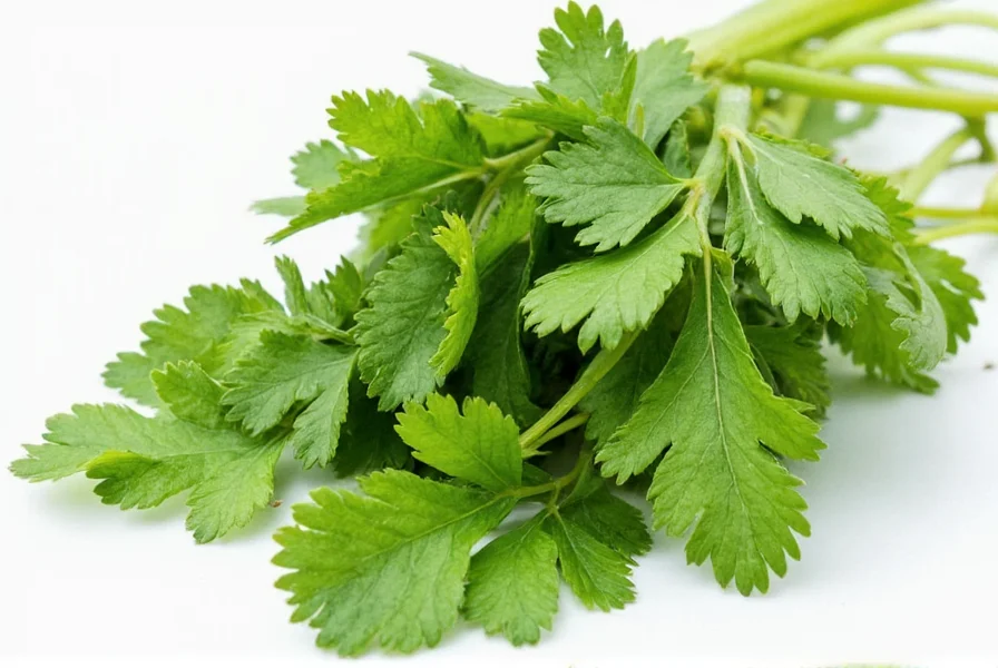 Why Coriander Tastes Like Soap: Science & Solutions