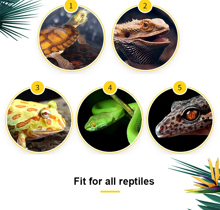 reptile-glass-terrarium_07.jpg
