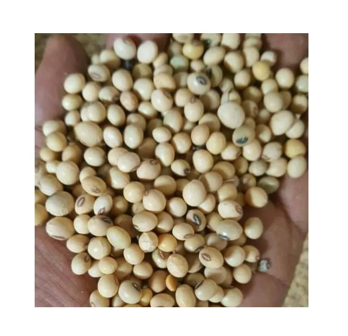 Ethiopian Dried Bulk Yellow Soybeans Soya Beans For Wholesale Buy