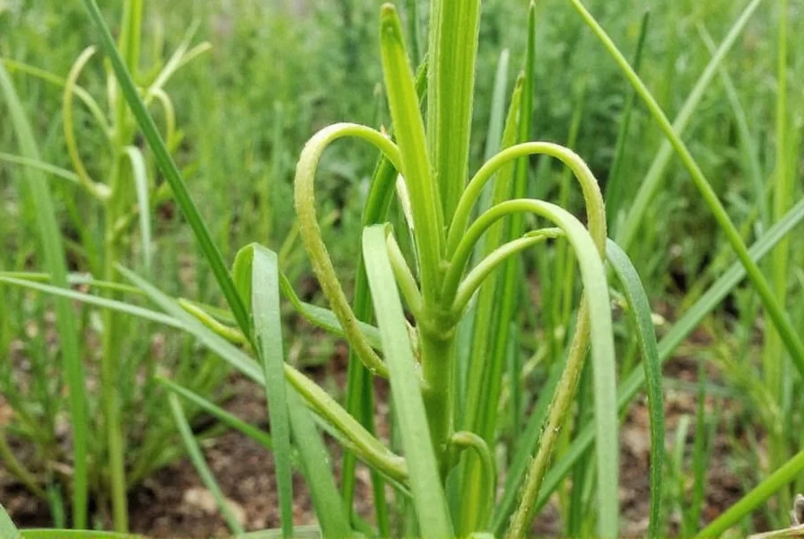 Growing Fennel: Complete Guide for Home Gardeners