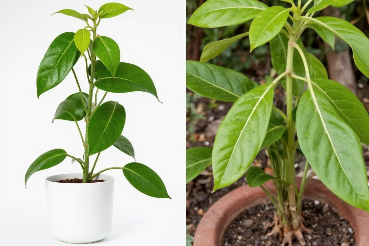 are pothos plants toxic to cats