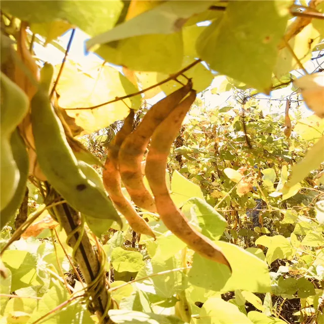 
large Yunnan 2020 crop dried white kidney beans 