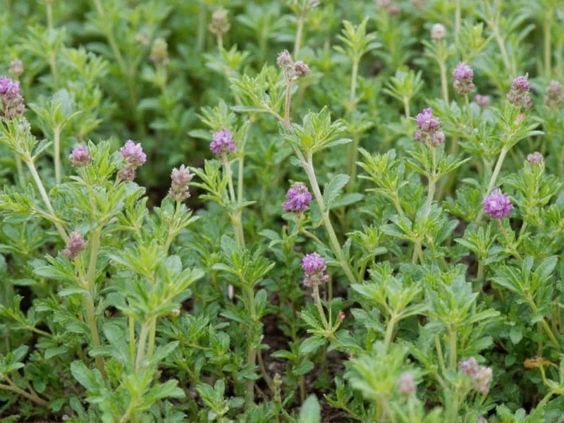 How to Plant Thyme: Complete Step-by-Step Guide