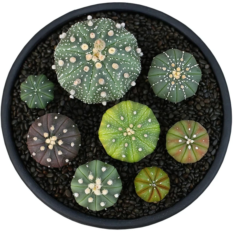 
Perennial Cactus Astrophytum asterias  (62236078075)