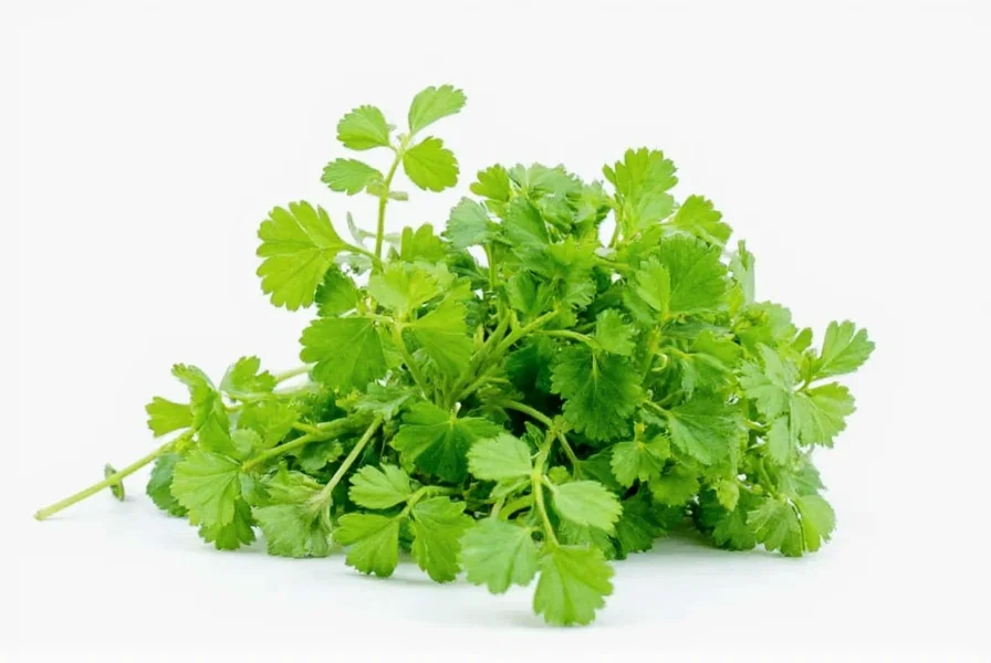Coriander Plant Benefits: Science-Backed Health Advantages