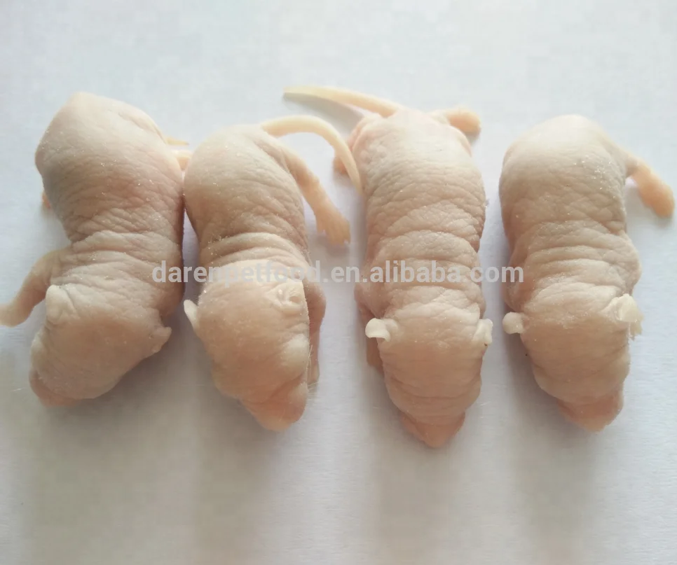 

11-19g frozen feeder fuzzy rats for snake lizard reptile food
