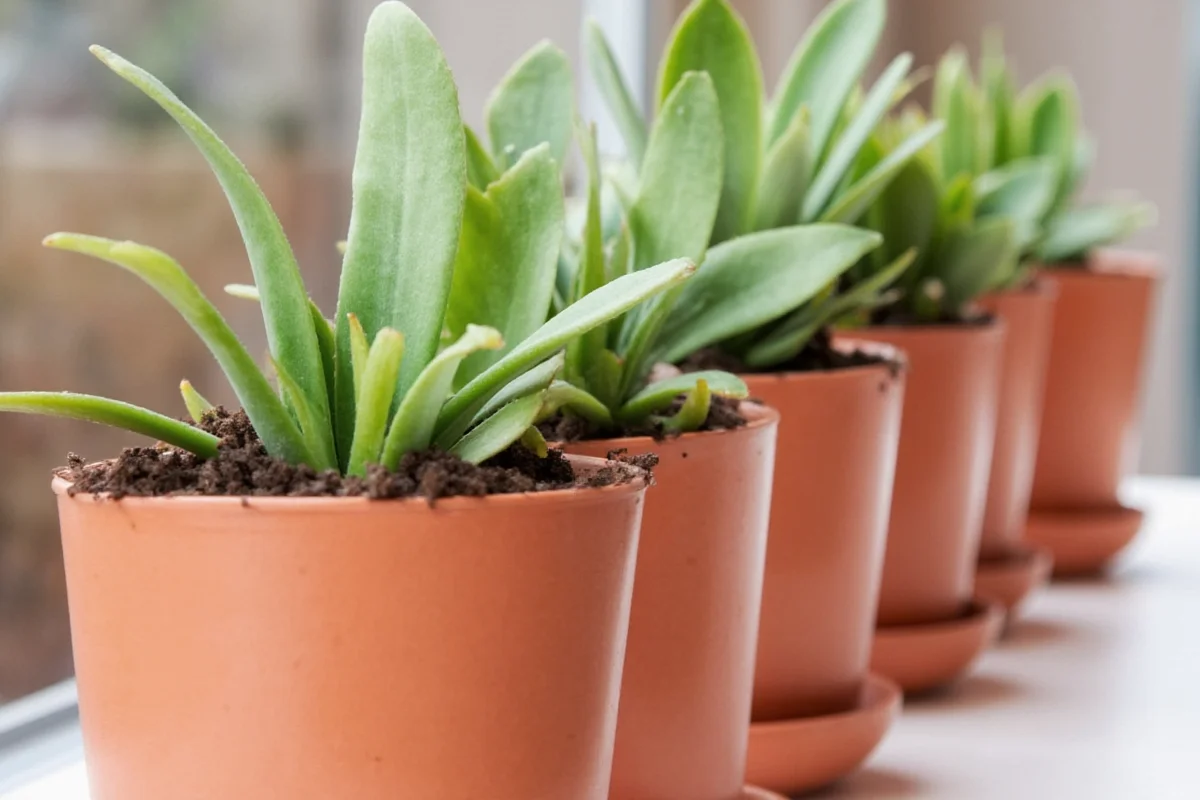 how do you plant succulent cuttings