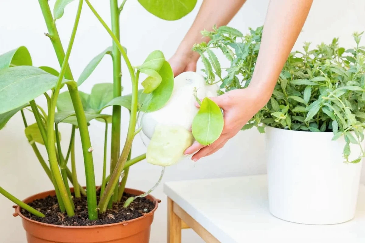 how often to water prayer plant