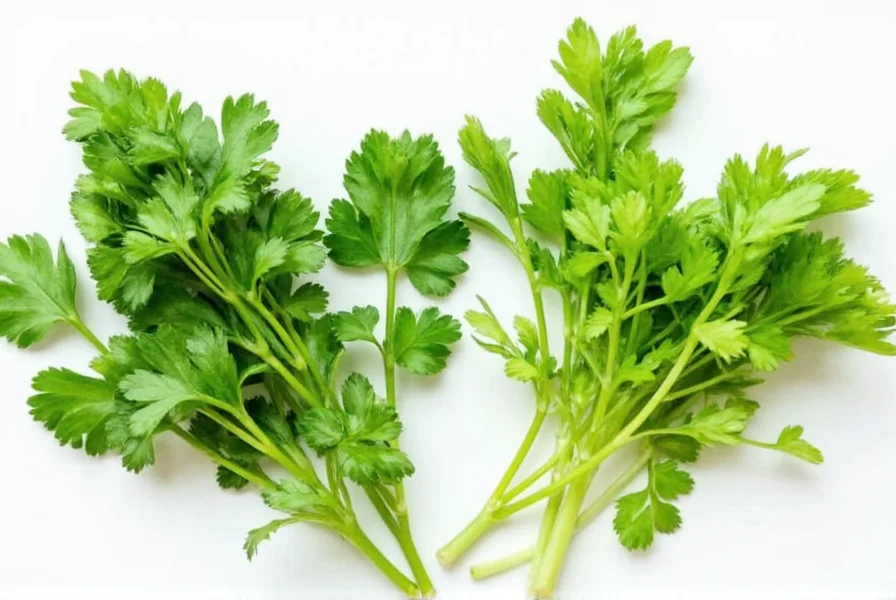 International dishes featuring cilantro and coriander in regional cuisines