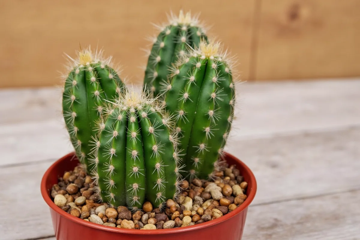 how to transplant a christmas cactus plant