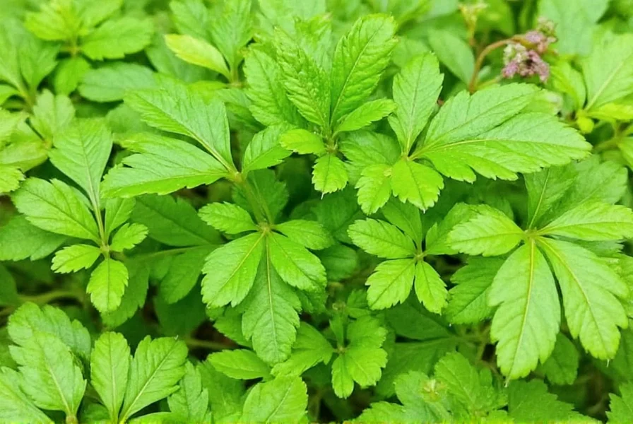 Coriander Uses: Culinary & Medicinal Applications Explained