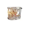 Teeth study model Pathology Model with half implant Clear Mixed Age model