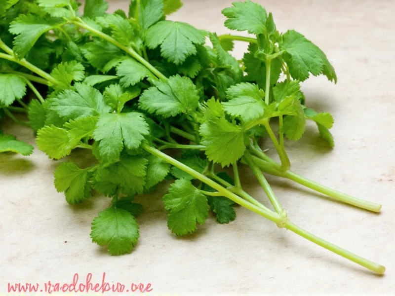 cilantro fun facts