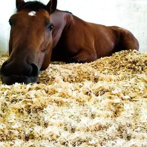 Подстилка для лошадей: какая и из чего лучше ее делать?