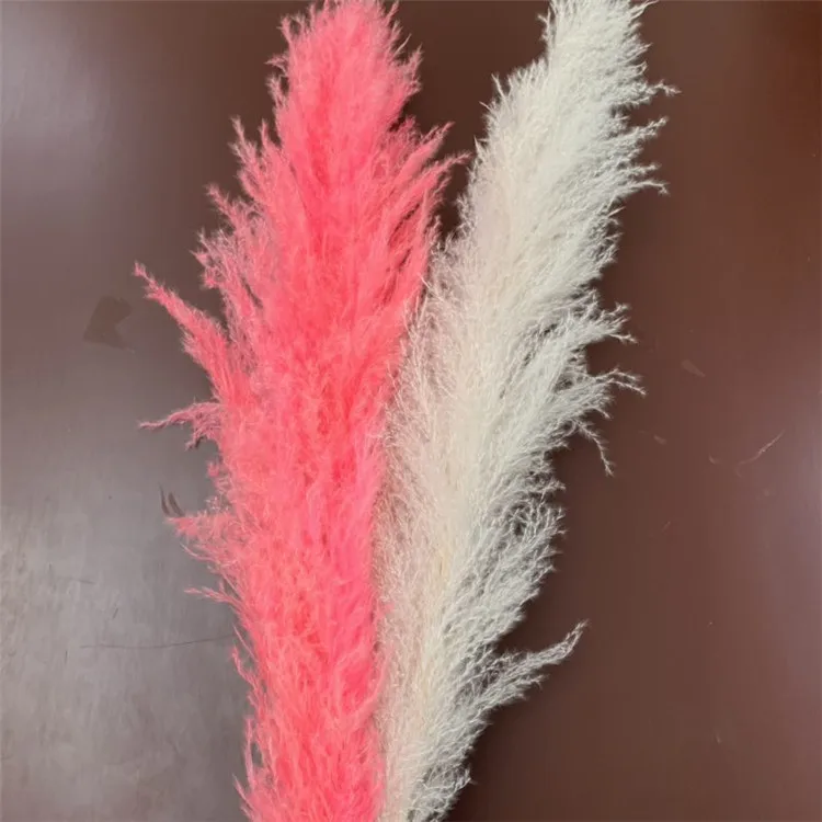 pampas grass (8).jpg