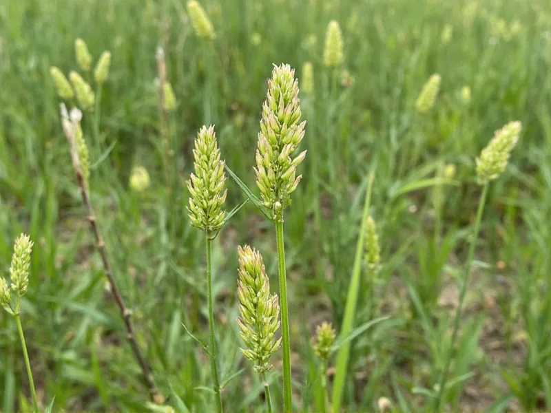 weeds that look like fennel